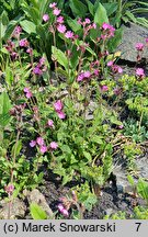 Lychnis flos-jovis (firletka Jowisza)