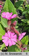 Lychnis flos-jovis (firletka Jowisza)