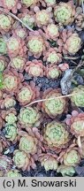 Rosularia chrysantha (rozularia złocista)