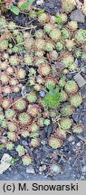 Rosularia chrysantha (rozularia złocista)