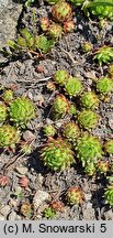 Sempervivum globiferum ssp. allionii (rojnik pospolity Allionego)