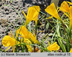 Narcissus bulbocodium ssp. quintanilhae