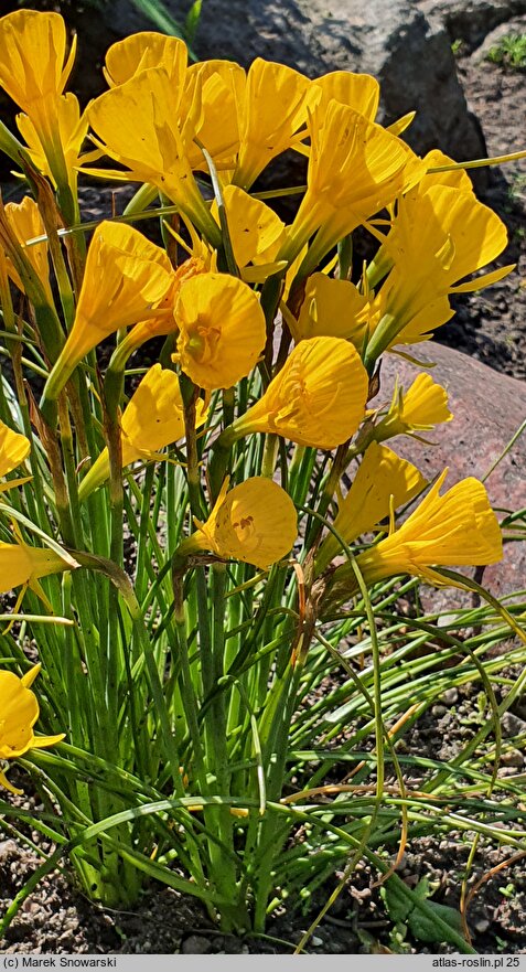 Narcissus bulbocodium ssp. quintanilhae