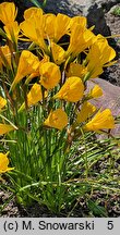 Narcissus bulbocodium ssp. quintanilhae