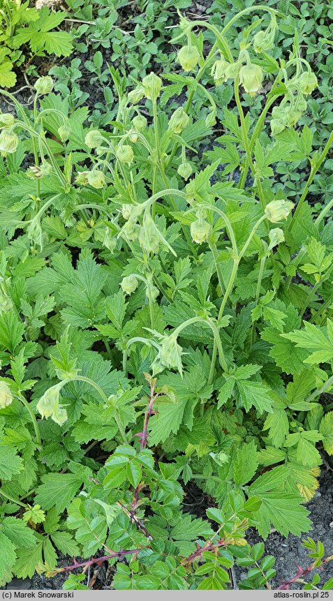 Geum bulgaricum (kuklik bułgarski)