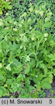 Geum bulgaricum (kuklik bułgarski)