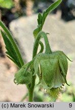 Geum bulgaricum (kuklik bułgarski)