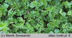 Geranium dalmaticum (bodziszek dalmacki)