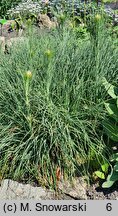 Asphodeline lutea (złotnica żółta)