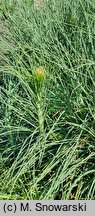 Asphodeline lutea (złotnica żółta)