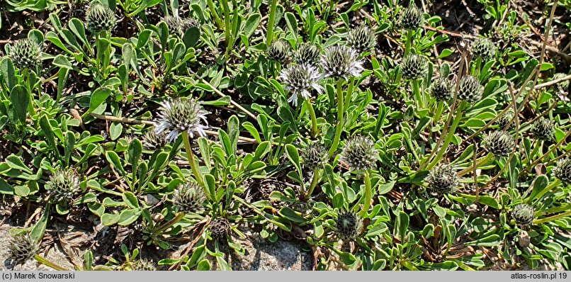 Globularia incanescens (kulnik włoski)