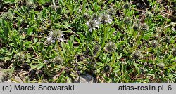 Globularia incanescens (kulnik włoski)