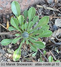 Globularia incanescens (kulnik włoski)