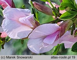 Chamaecytisus purpureus (szczodrzeniec purpurowy)