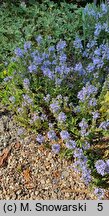 Veronica prostrata (przetacznik rozesłany)