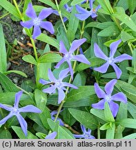 Vinca herbacea (barwinek zielny)