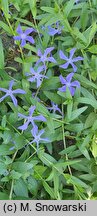 Vinca herbacea (barwinek zielny)