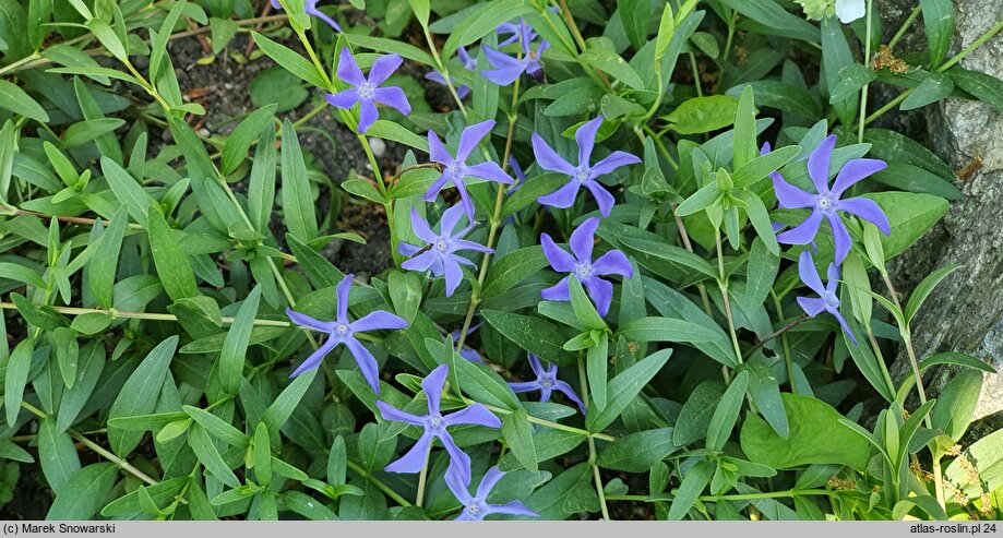 Vinca herbacea (barwinek zielny)