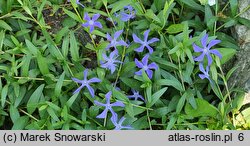 Vinca herbacea (barwinek zielny)