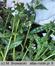 Pulmonaria Opal