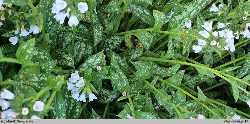 Pulmonaria Opal