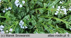 Pulmonaria Opal