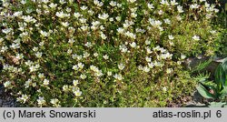 Saxifraga trifurcata (skalnica trójdzielna)