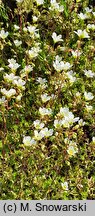 Saxifraga trifurcata (skalnica trójdzielna)