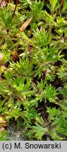 Saxifraga trifurcata (skalnica trójdzielna)