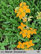 Erysimum hieraciifolium (pszonak jastrzębcolistny)