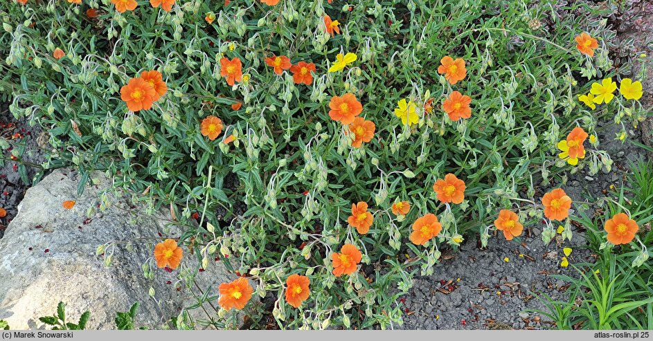 Helianthemum Braungold