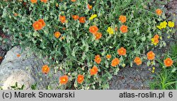 Helianthemum Braungold