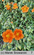 Helianthemum Braungold