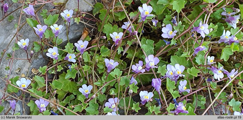 Cymbalaria muralis Triloba