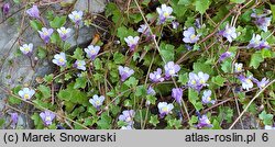 Cymbalaria muralis Triloba