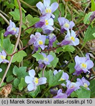 Cymbalaria muralis Triloba