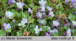 Cymbalaria muralis Triloba