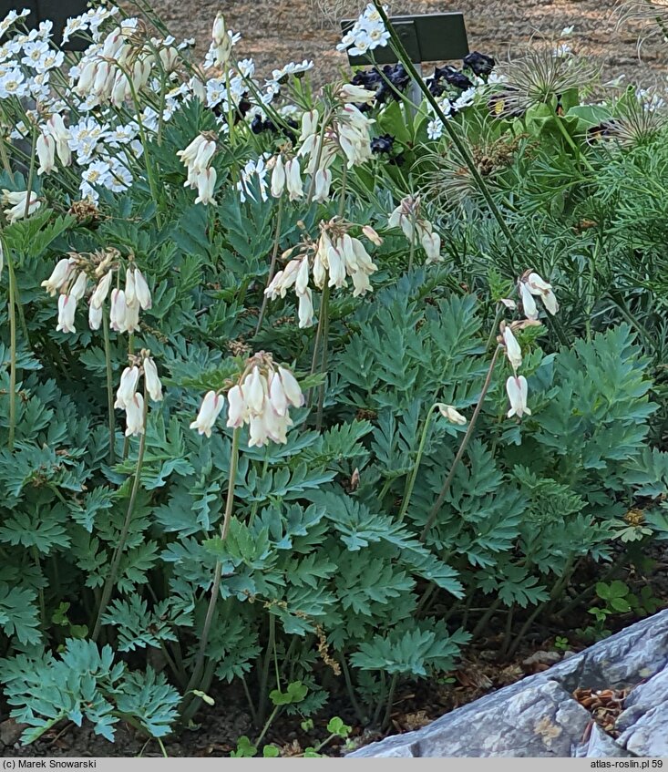 Dicentra eximia Alba