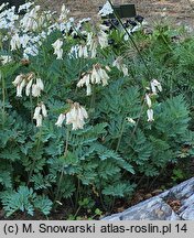 Dicentra eximia Alba