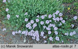 Aethionema grandiflorum (skrzydlinka wielkokwiatowa)