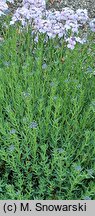 Aethionema grandiflorum (skrzydlinka wielkokwiatowa)