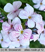 Aethionema grandiflorum (skrzydlinka wielkokwiatowa)