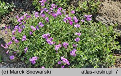 Aubrieta pinardi (żagwin Pinarda)