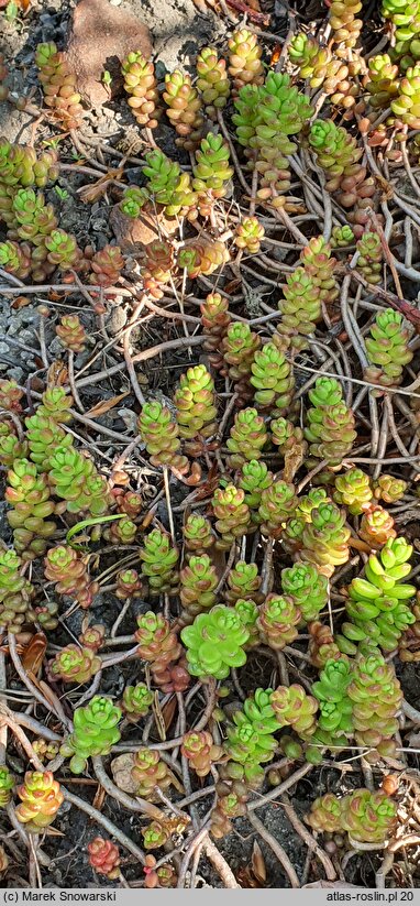 Sedum laconicum (rozchodnik lakonjski)