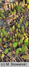 Sedum laconicum (rozchodnik lakonjski)