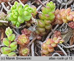 Sedum laconicum (rozchodnik lakonjski)