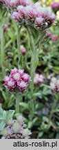 Antennaria media