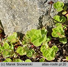 Phedimus spurius (rozchodnik kaukaski)