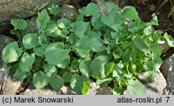 Rumex scutatus (szczaw tarczolistny)