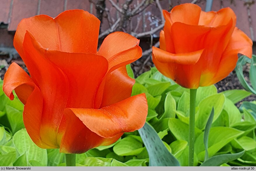 Tulipa Fiery Club